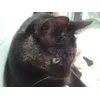 Previously black cat after using Worlds Best Cat Litter