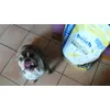 Junkie ma bulldog anglais