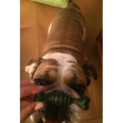 Chicote