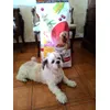 Croccantini Beneful  Manzo e Verdure