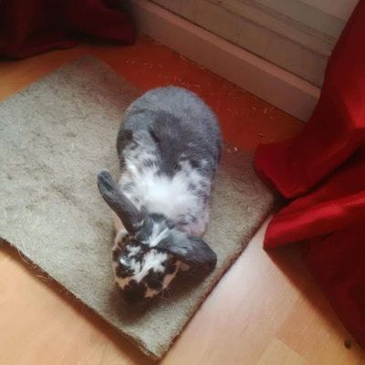 Tapis tout doux