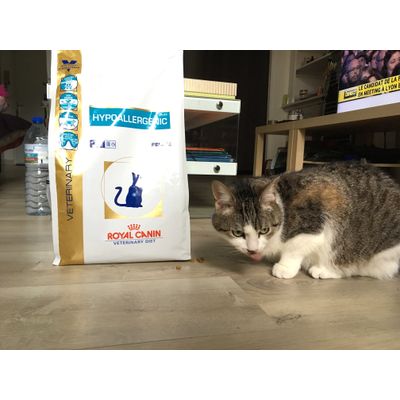 Croquettes chat hypoallergenic Royal canin