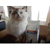 Sacha