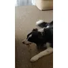 Very happy collie 