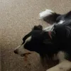 Very happy collie