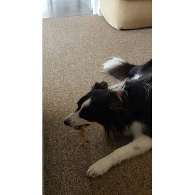 Very happy collie