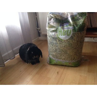 skeggi et son foin
