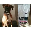 mon adorable boxer