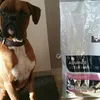 mon adorable boxer