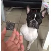 Friandiseparfaitepourchienallergique