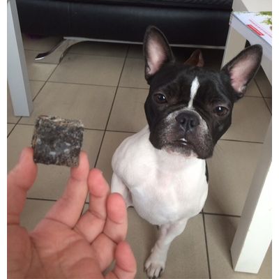 Friandiseparfaitepourchienallergique