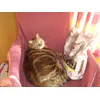 Choupette