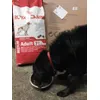 Sayko 9 ans en pleine forme avec Royal Canin