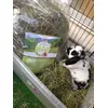 le foin Bunny