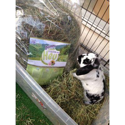 le foin Bunny