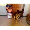 Iska elsker Habby Dog