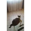 Yoda laser