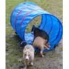 Trois chiots dans le tunnel