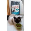 Filou