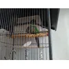 mes cocos adorre