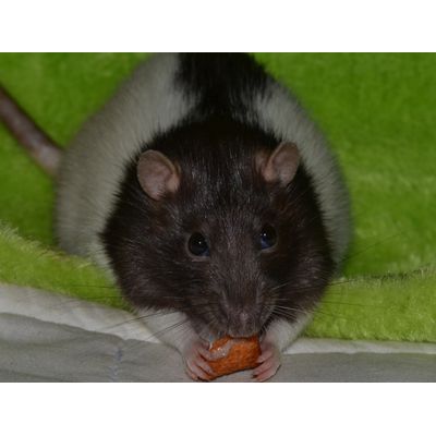 Lieblingsleckerli unserer Ratten