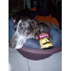 Rocco 