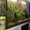 un bon aliment pour de beaux poissons