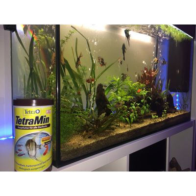 un bon aliment pour de beaux poissons