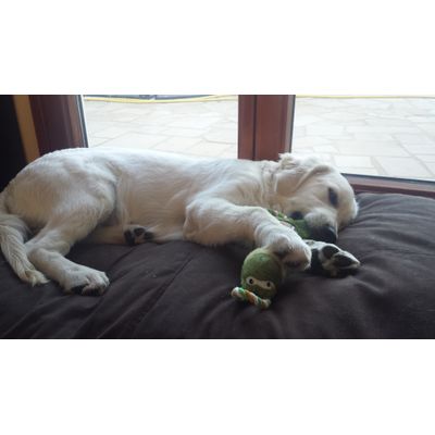ma grenouille
