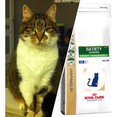 Mon chat