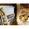 Mon chat