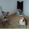 American Staffordshire ProPlan 