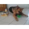 pedigree