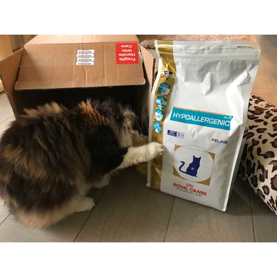Nikita tries to eat RC through the bag