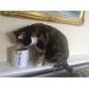 Alice loves her favourite treats