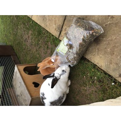 Dandelion thieves