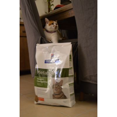 Kitty et ses croquettes