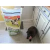 ma chienne  adore les croquettes dog chow 