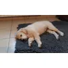 Maile en pleine sieste 