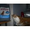 Taz attend ses croquettes
