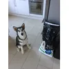 machka