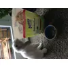 Z adore mes croquettes bunny