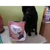 Judy et ses croquettes favorites