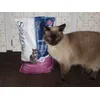 Chat heureux