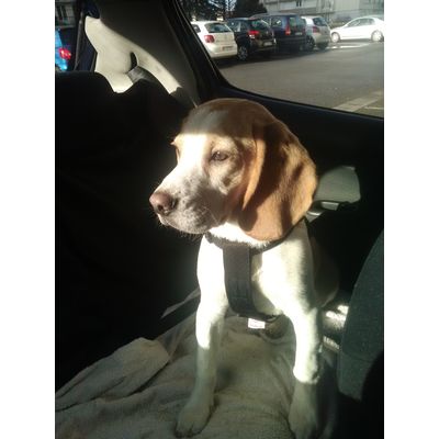 Nelson en voiture