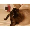 Oliver y su pelota Catnip