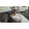 Lily mange Royal canin Hair ball Care