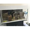 Aquarium Hamster