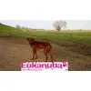 Aramis liebt Eukanuba 