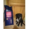 Brit Premium JUNIOR